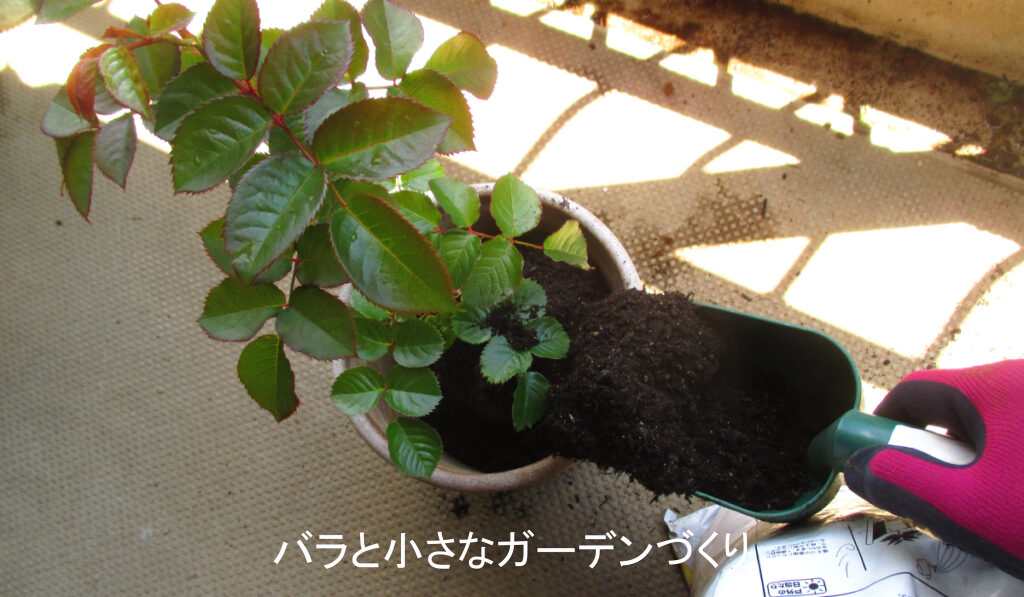 バラの培養土を足す