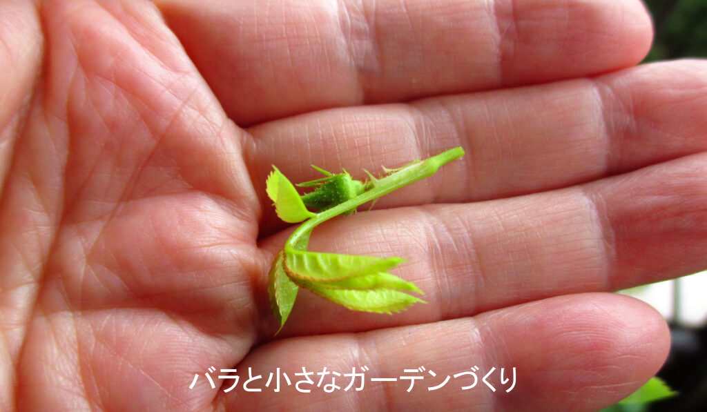 蕾をピンチ