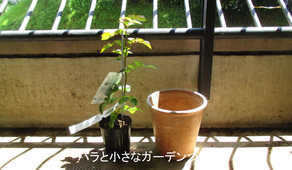 バラの新苗と6号プラ鉢
