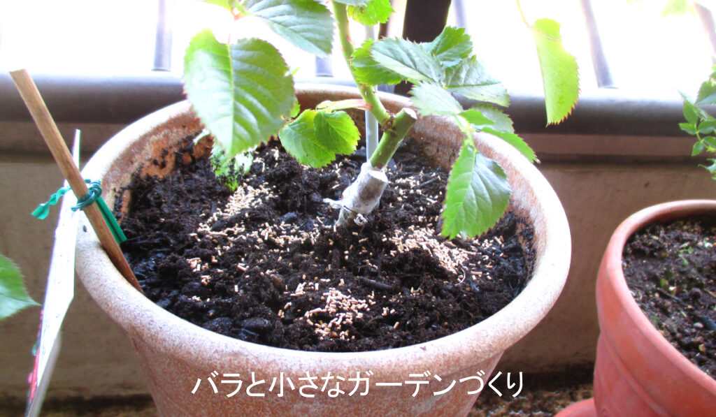 ベニカXガードを散布