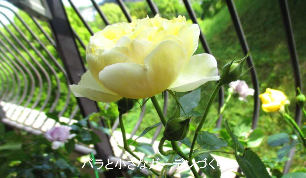 主蕾と副蕾