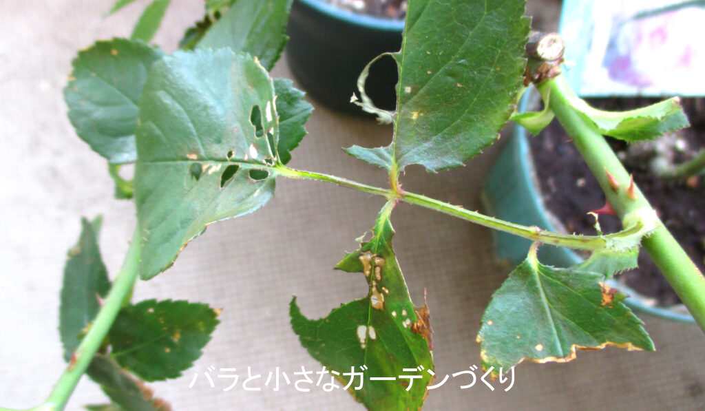 ぼろぼろのバラの葉