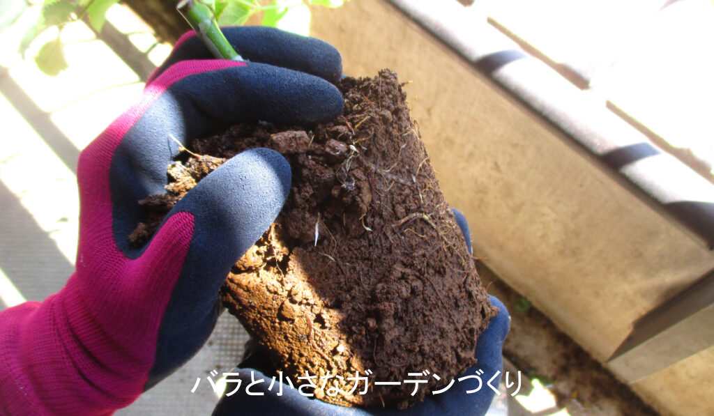 新苗の根鉢
