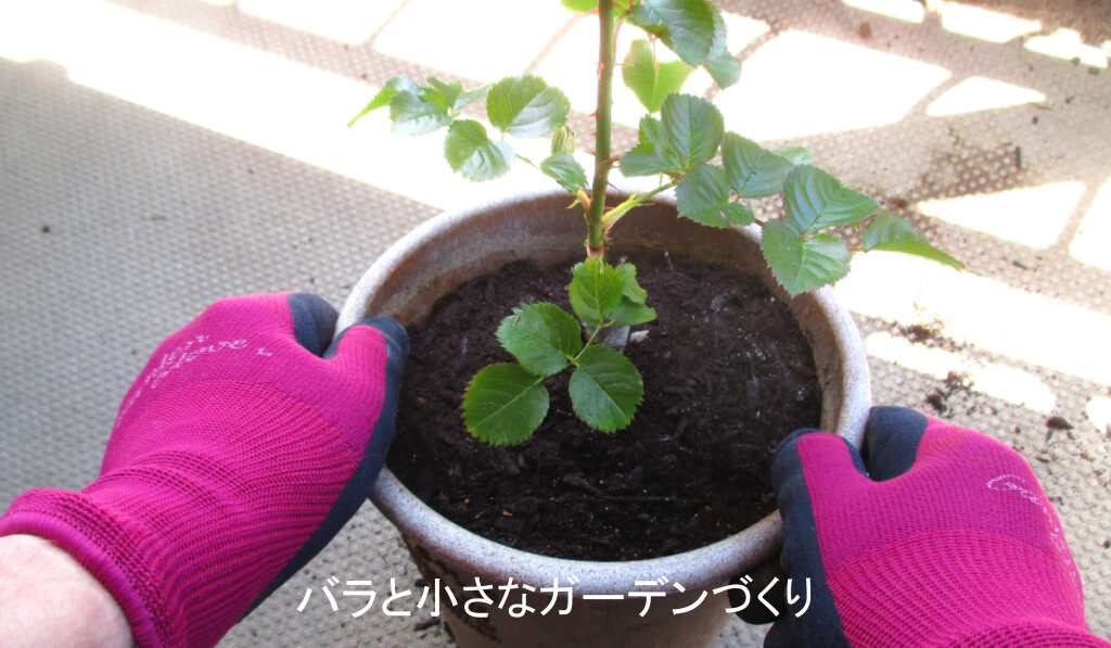 床にトントンして土を落ち着かせる