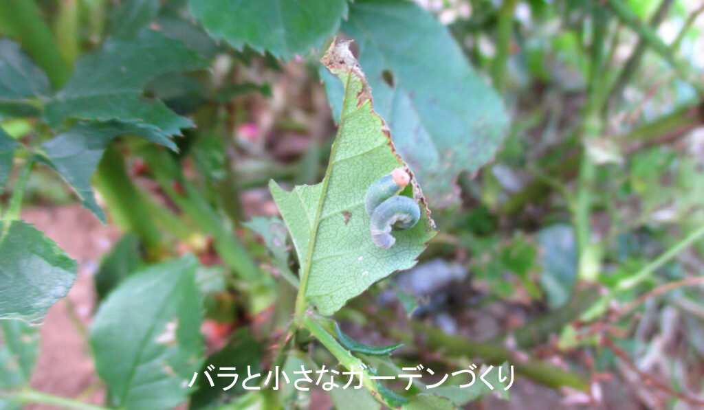 丸まったオオシロオビクロハバチ幼虫