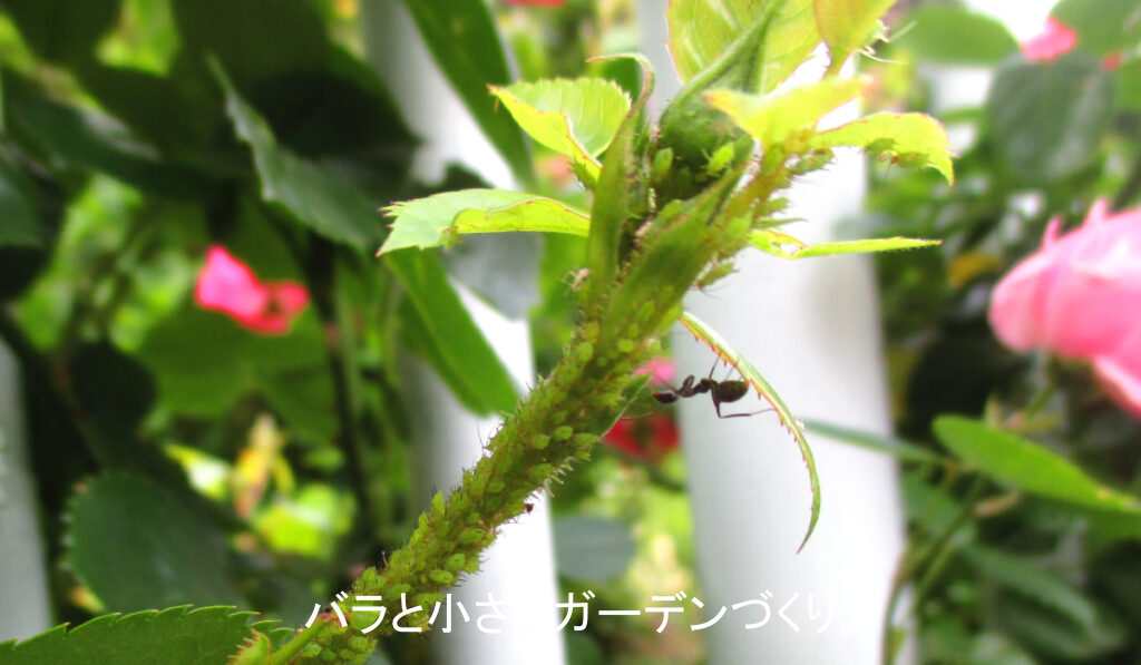 アリとアブラムシ