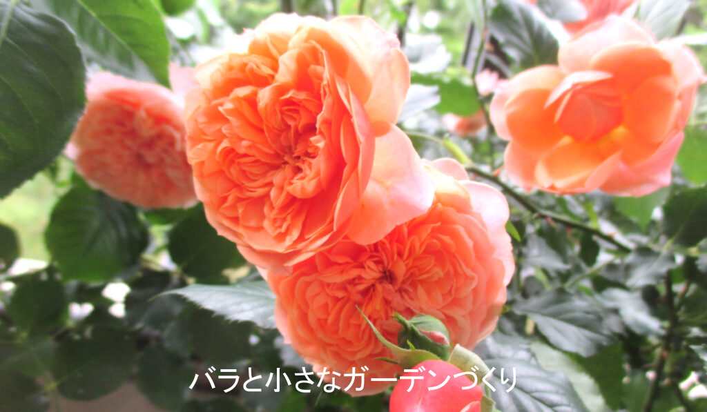 ５月の満開のバラ（シルクロード）