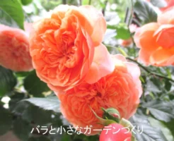 5月のバラの育て方｜花後剪定・お礼肥え・病害虫対策