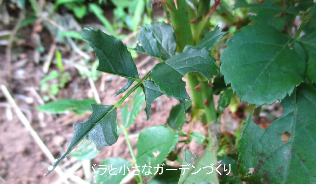 オオシロオビクロハバチの食害痕
