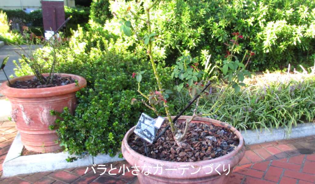 葉の落ちた鉢植えバラ