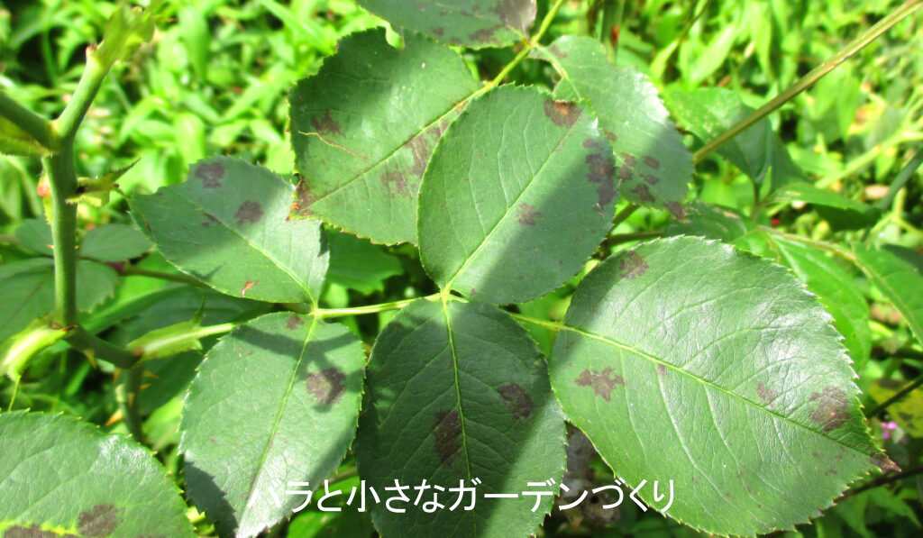 黒星病のバラの葉
