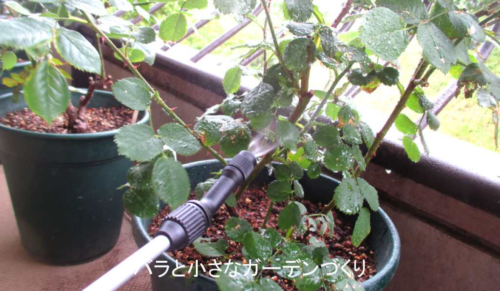 活力剤の葉面散布