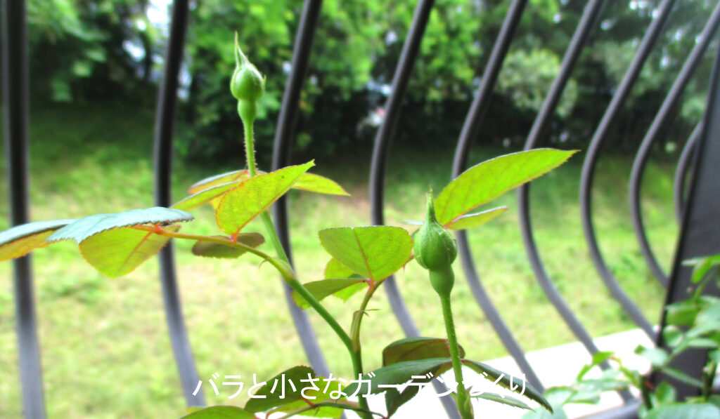 2番花のつぼみ（デスデモーナ）