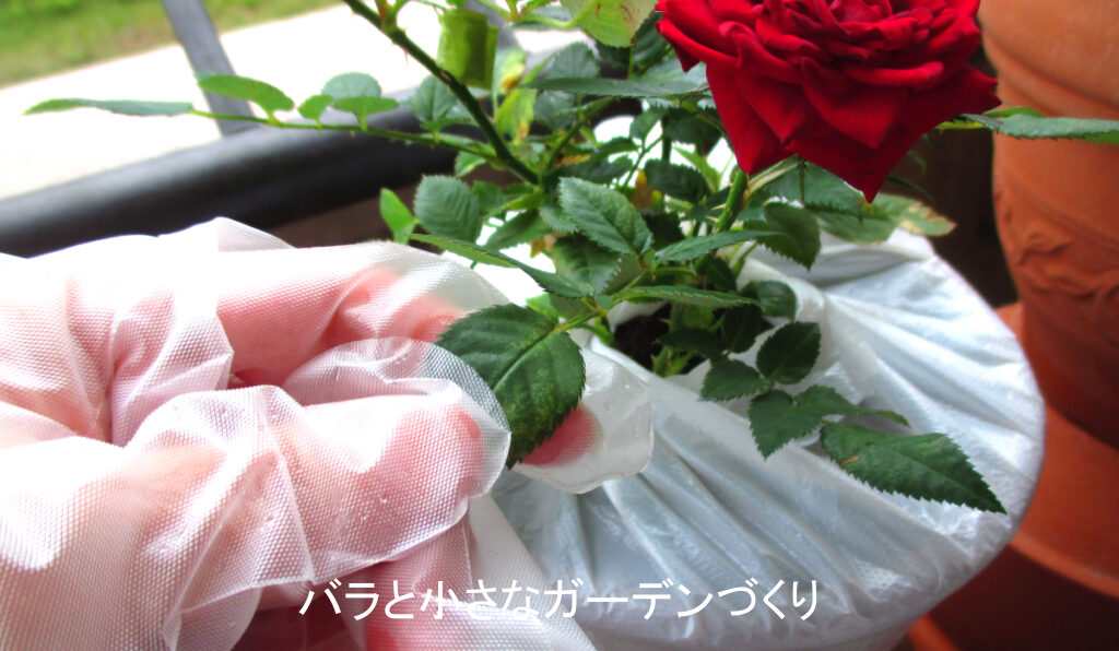 ミニバラの葉裏洗いのやり方