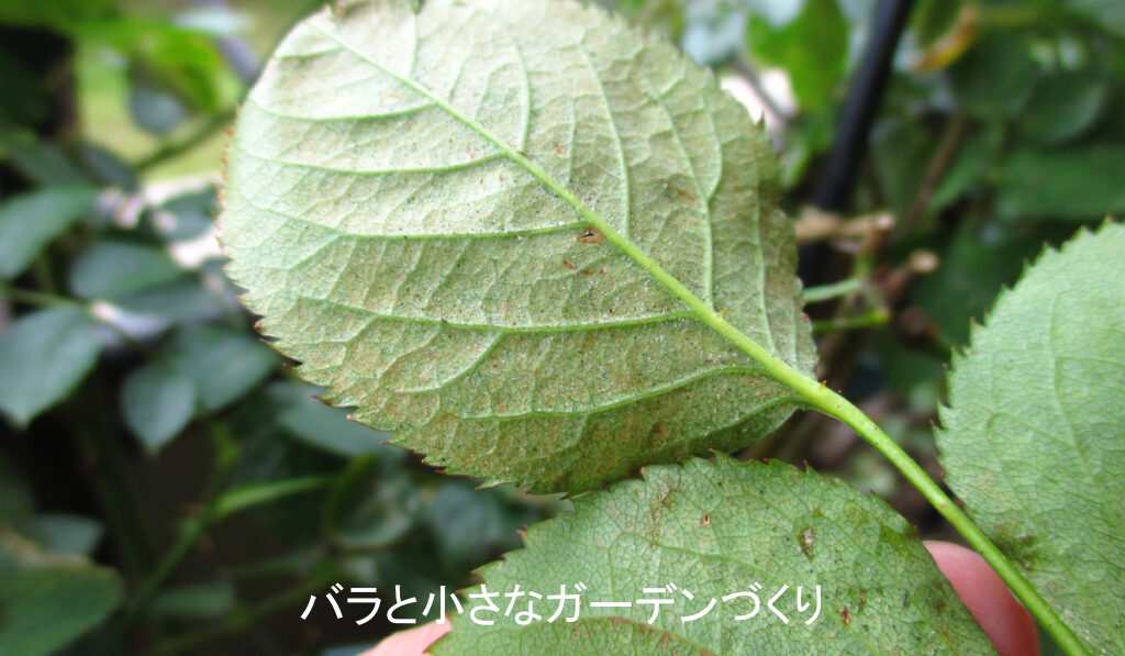 ハダニ被害の葉裏
