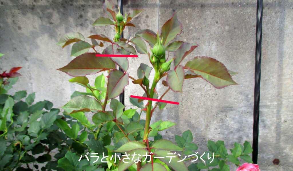 頂芽優勢の説明２