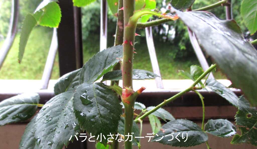 ソフトピンチ後の枝