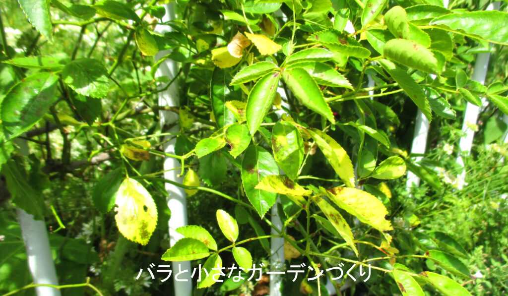 黒星病で黄色くなった葉