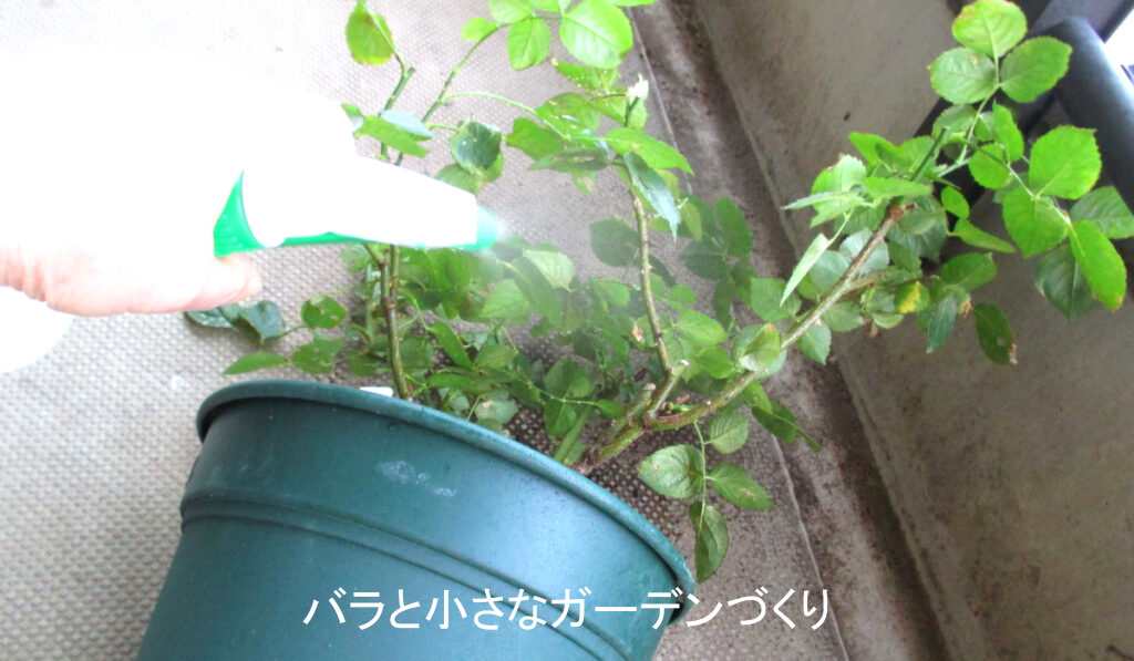 鉢を寝かせて葉裏洗いする