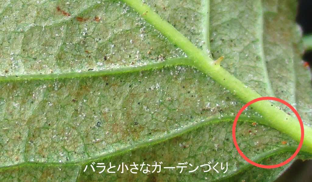 ハダニ被害の葉裏