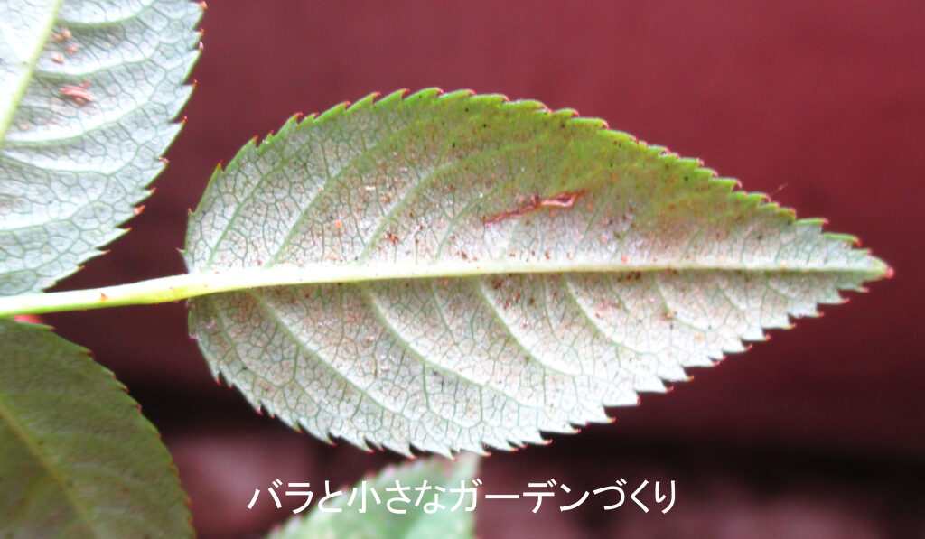 ハダニ被害のミニバラの葉裏