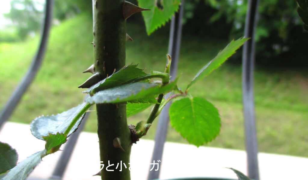 ねずみのしっぽ（短い細い枝）