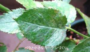 ハダニ被害のバラの葉