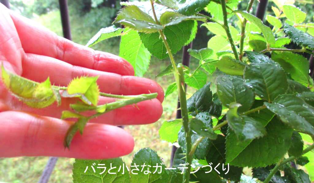ソフトピンチ後