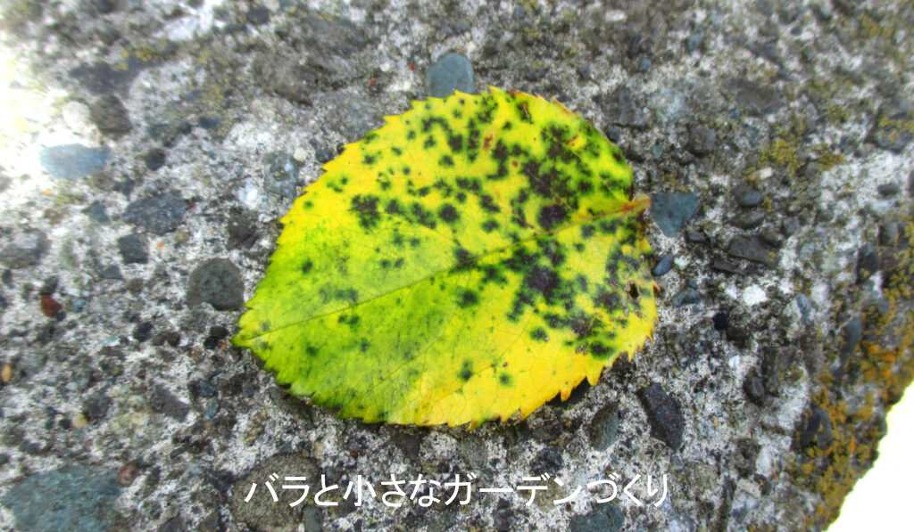 落ちた黒星病の葉