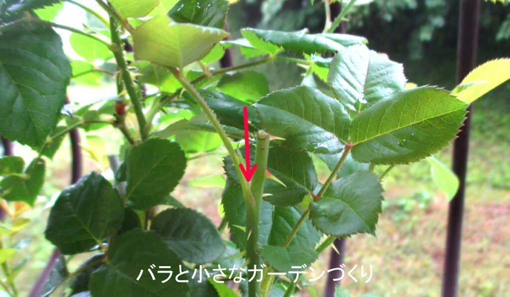 頂芽優勢の説明