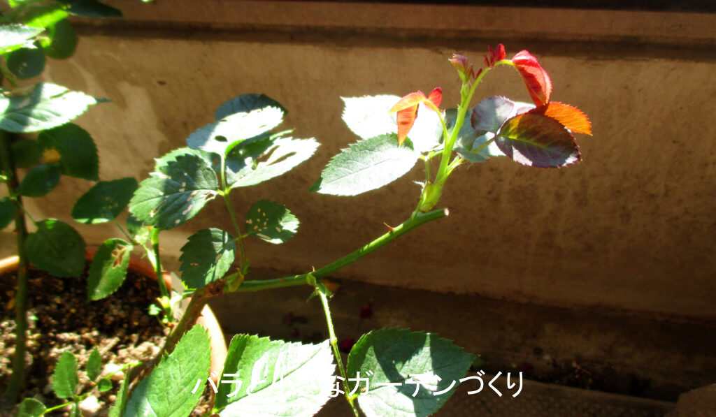 実験６月１日リラ水だけ
