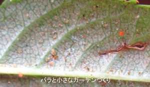 【バラのハダニ対策】ミニバラが狙われる理由とベランダで実践できる予防・駆除法