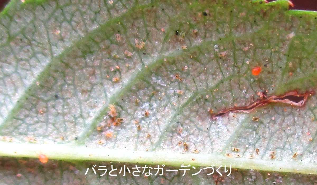 バラのハダニ対策｜葉が白くなる原因と葉裏洗い・農薬による駆除方法