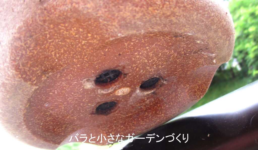 鉢裏チェック