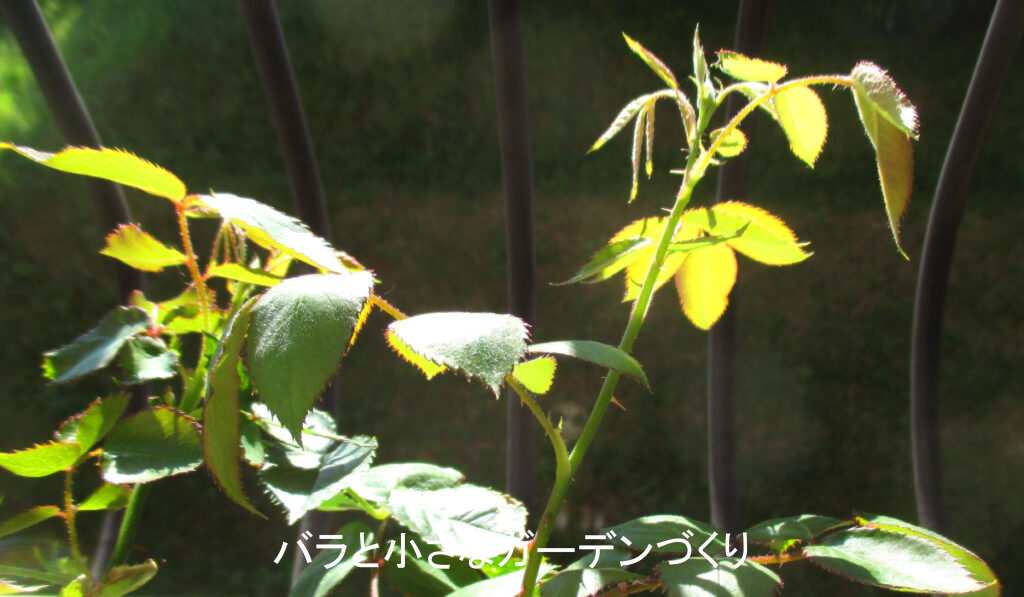 実験６月１日アジュール水