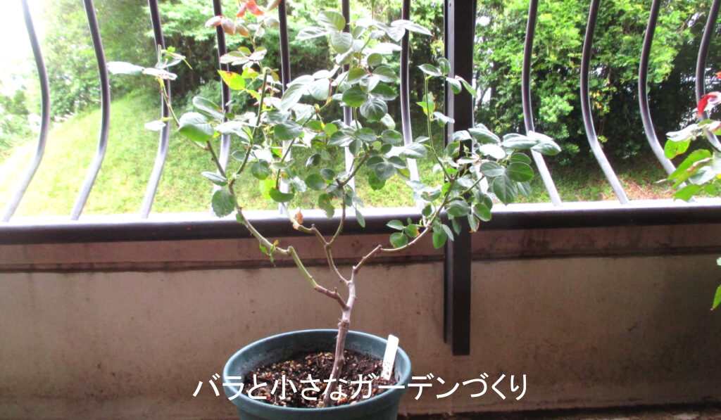 主幹１本だけのバラ