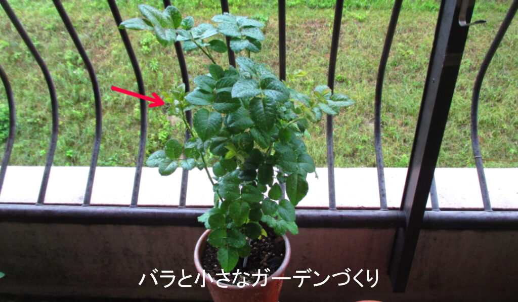 左のベイサルシュート
