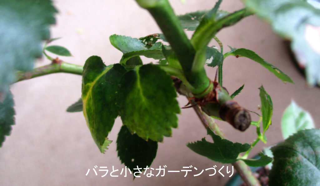 枝の付け根の古い葉