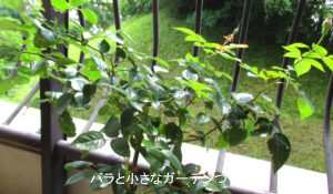 ６月のバラ（アジュール）
