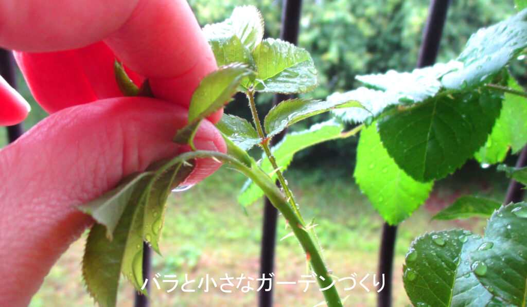 枝先を折り取る（ベイサルシュート処理）