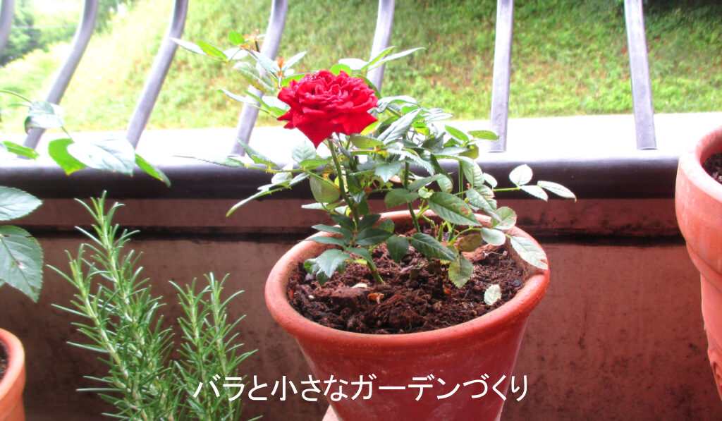 赤いミニバラ