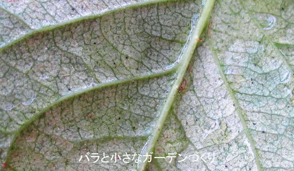 葉裏洗いした後のバラの葉