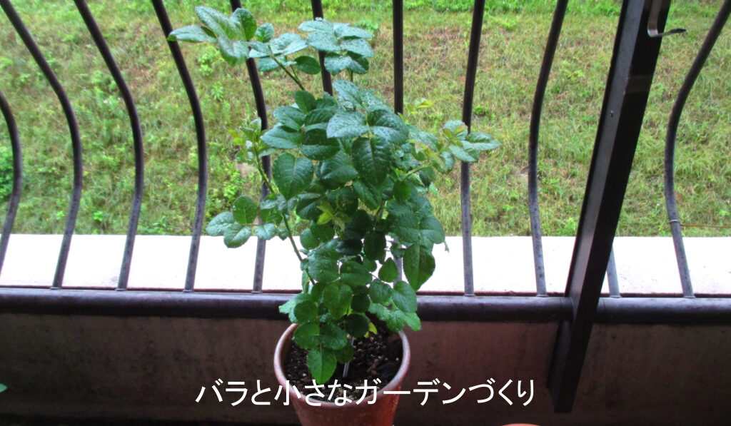 ６月の新苗