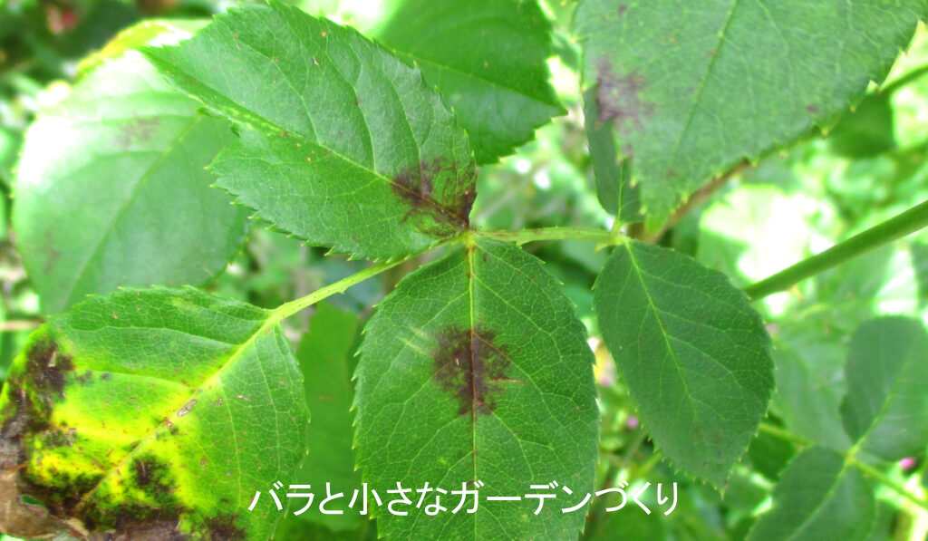 黒星病の葉表