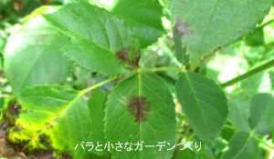 バラの黒星病（黒点病）の予防と治療｜枯れる？立て直し方とベト病との違い