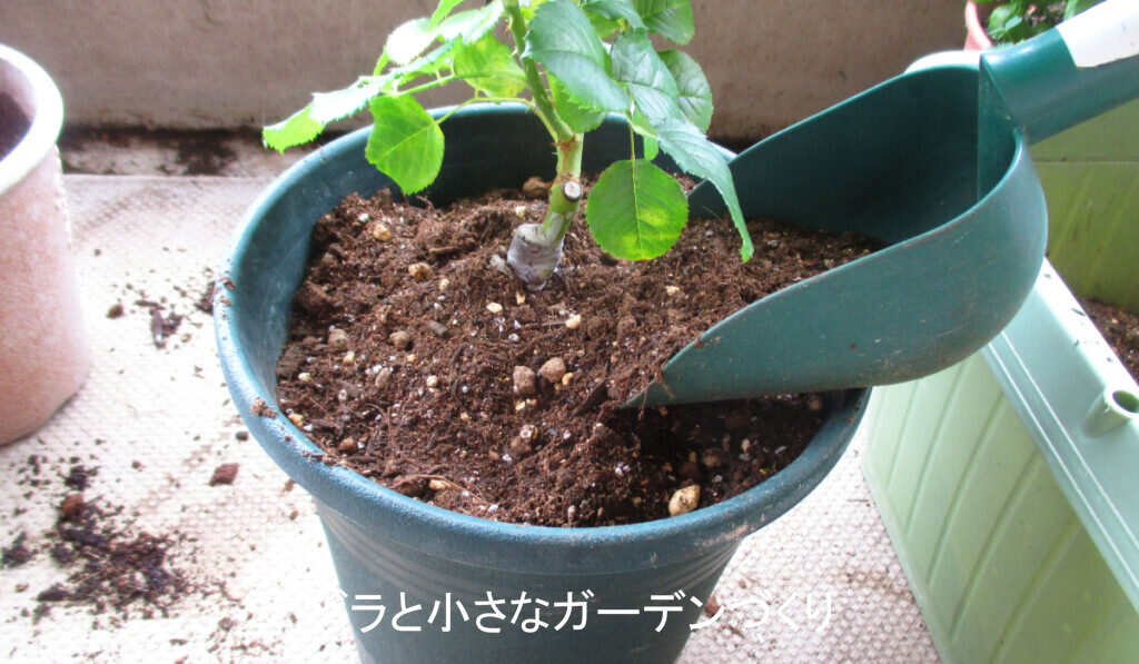 2度目の鉢増し5