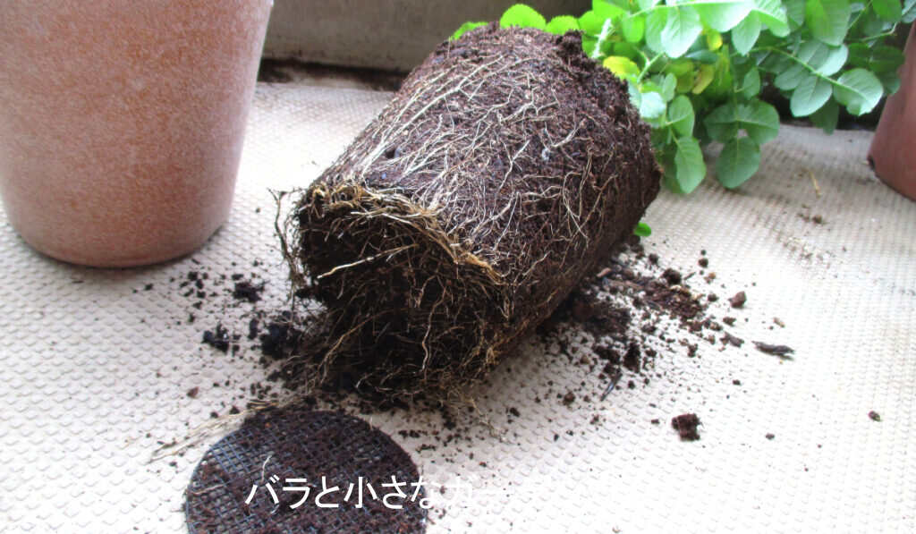 2度目の鉢増し2