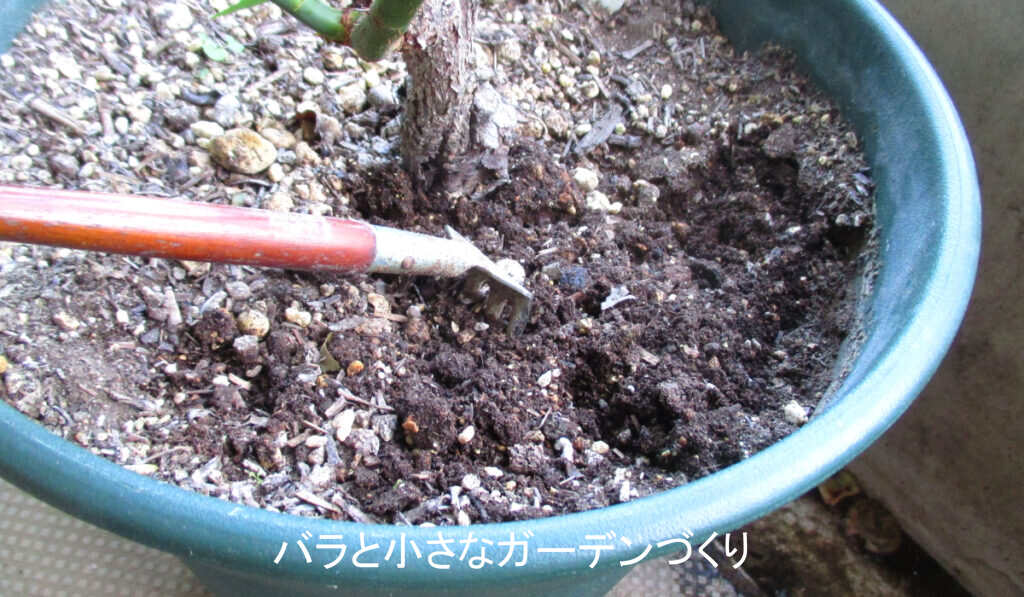 鉢の土を中耕する