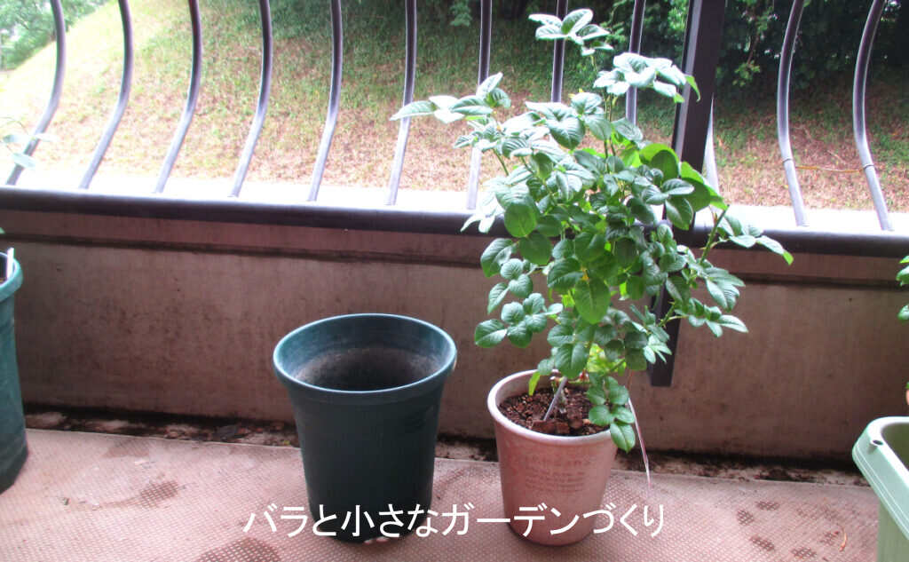 7月の新苗の状態