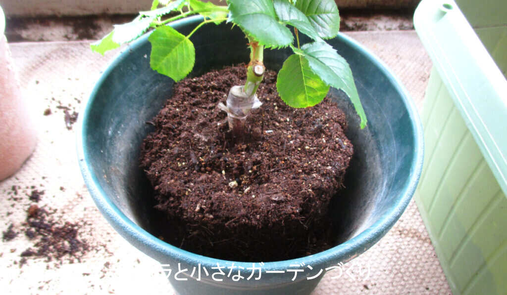 2度目の鉢増し4